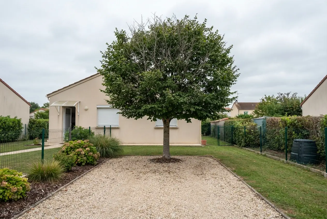 Chêne dense avant élagage dans un jardin à Aiffres