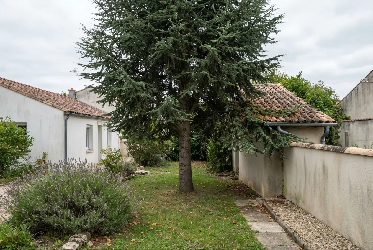 Cèdre dense avant élagage près toiture à Niort