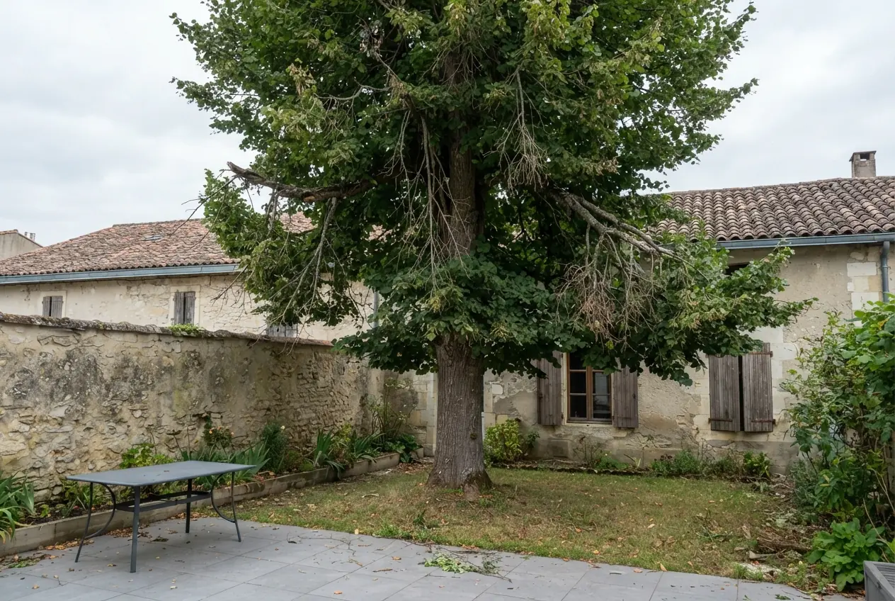 Tilleul chargé avant élagage à Niort